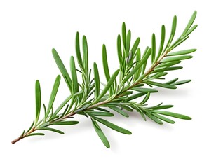 Obraz premium Fresh Rosemary Sprig Isolated on White