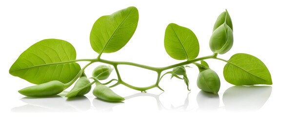 Fresh Green Caper Plant Sprig with Buds and Leaves