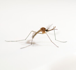 dangerous malaria infected mosquito isolated on white,leishmaniasis,encephalitis,yellow...
