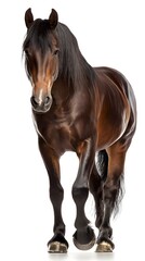 Obraz premium Powerful Presence: A captivating portrait of a robust brown horse with a flowing mane, standing confidently in a frontal view. Its powerful gaze captures the essence of strength and nobility.