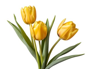Fototapeta premium Three Yellow Tulips