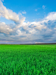 Field of green grass with a cloudy sky in the background