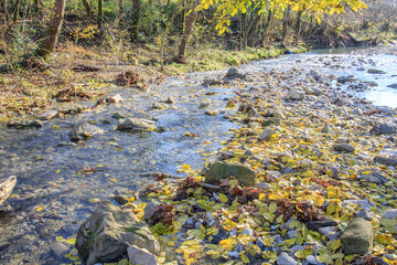 A river with a lot of leaves and rocks in it