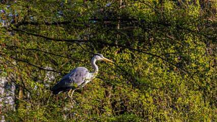 great blue heron