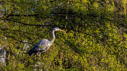great blue heron