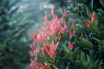 Vibrant red-tipped young leaves of a Syzygium plant (also known as Rose Apple or Brush Cherry)...