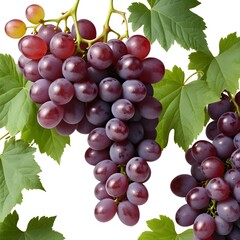 Fototapeta premium Red Grapes with Green Leaves