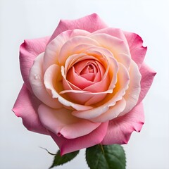 Pink and Peach Rose Blossom