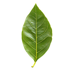Obraz premium Mango Leaf png
