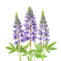 Naklejka premium Lupine Flower png