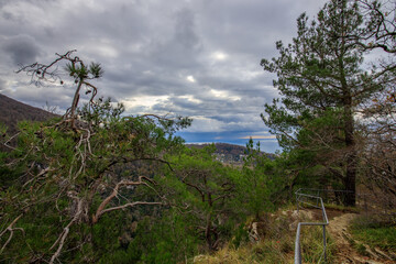 A view of a forest with a cloudy sky in the background