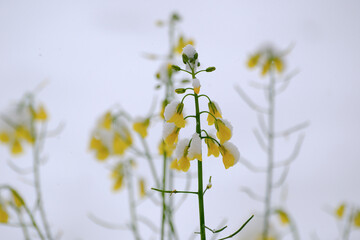 Yellow flowers covered with snow in spring