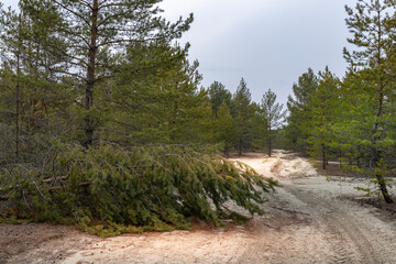 A forest with a fallen tree in the middle