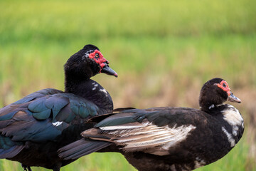 Two Muscovy ducks standing gracefully with a lush green rice field in the background. Blurred green background 
