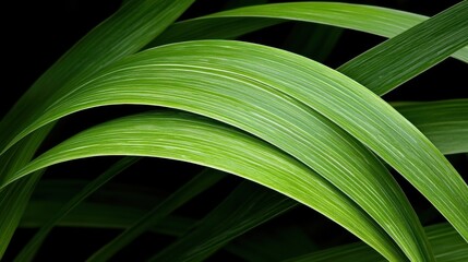 A close-up view of a vibrant green plant leaf, showcasing its intricate vein patterns and texture.