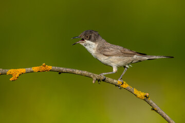 ( Curruca crassirostris ) This species, seen in summer and during migration periods, can be seen in suitable habitats throughout Turkey. ( Eastern Orphean Warbler )