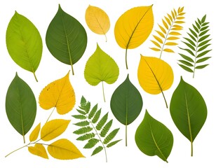Collection of Autumn Leaves, Green and Yellow Foliage