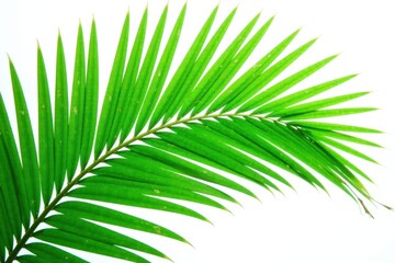 Obraz premium Emerald green palm frond, intricate vein details, photography, leaf