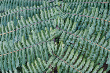 Close-up shot of lush green fern fronds overlapping in a natural, organic pattern, highlighting the...