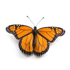 Naklejka premium Monarch Butterfly Isolated on White