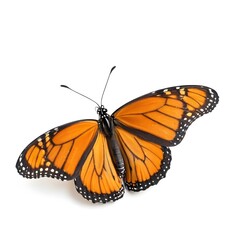 Naklejka premium Monarch Butterfly Isolated on White Background