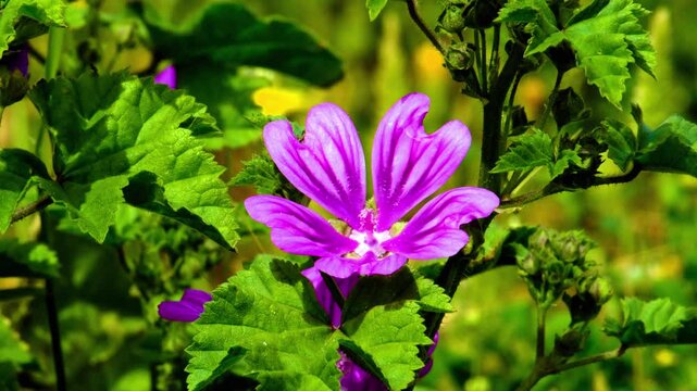 Close-up of a purple common mallow or malva flower, blooming in the wild in a meadow in Crete