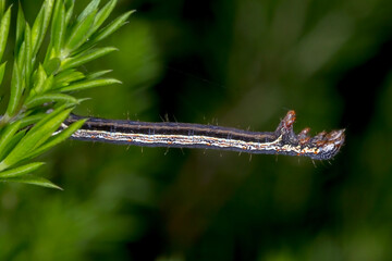Chlenias banksiaria - distinctive patterned caterpillar on dark background