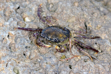 Spotted Smooth Shore Crab - Paragrapsus laevis - coastal crab close-up