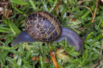 Garden Snail (Cornu aspersum) - Top Down View on Grass