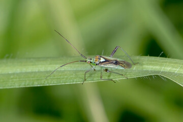 Fototapeta premium Plant Bug - Lincolnia lucernina - true bug macro on green background