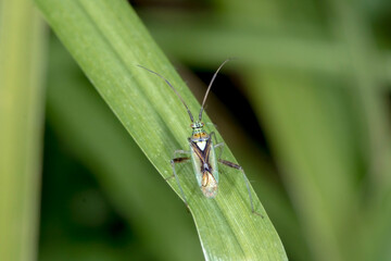 Lincolnia lucernina - plant bug resting on grassy leaf
