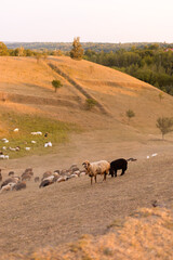A flock of sheep grazing in a green pasture at sunset