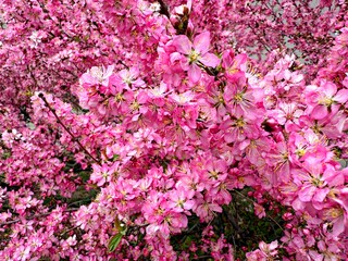 핑크색 가득한 꽃