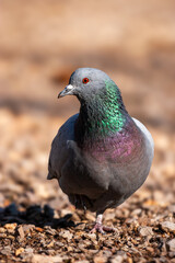 Obraz premium Close-up of a rock pigeon (Columba livia) standing on gravel, displaying iridescent neck feathers in natural sunlight.