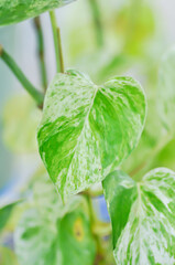 epipremnum aureum, devils ilvy or hunters robe  Epipremnum aureum Linden or Andr  or Taro vine or...