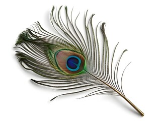 Fototapeta premium Single Peacock Feather on White Background