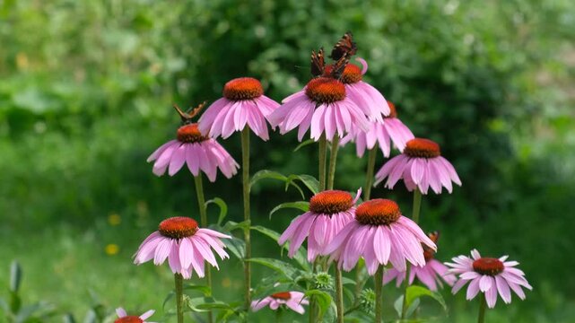 Blooming Purple Echinacea Flowers with Butterflies