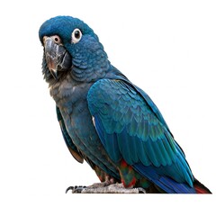Obraz premium Macaw parrot with vibrant feathers isolated on a white background, displaying its colorful wings and tail. 