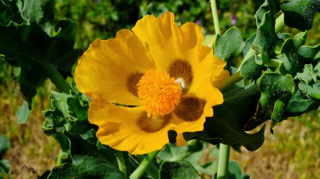 Yellow horned poppy growing in a meadow on the Greek island of Crete