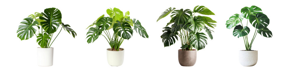 PNG Vibrant potted plants in row, element set on transparent background