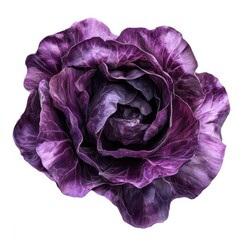 Obraz premium A vibrant tender purple cabbage with crisp texture and deep color, isolated white background, hyperrealism art style