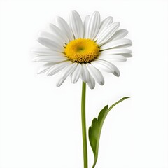 Fototapeta premium Single White Daisy Flower on White Background
