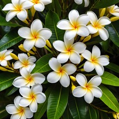 Naklejka premium Plumeria Flowers in Bloom