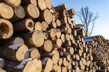 Pile of logs with snow on them