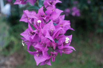 Cluster of vivid magenta bougainvillea flowers in full bloom, with delicate white centers, set against a softly blurred green garden background.