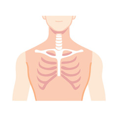 Neck and Collarbone Area Icon Representing Upper Body Anatomy and Structure