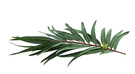 Obraz premium Acacia pennata or Cha Om leaf isolated on white background