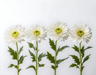 Fototapeta premium Four White Flowers in a Row