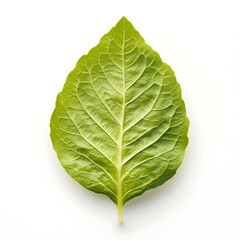 Obraz premium A crisp fresh lettuce leaf with smooth edges and bright green color, isolated white background, hyperrealism art style