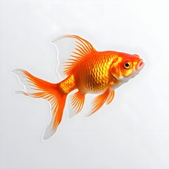 Fototapeta premium Single Goldfish on White Background
